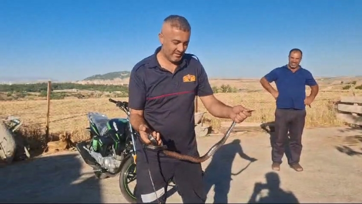 Yılanı Eliyle Yakalayarak Kırsal Alana Bıraktı