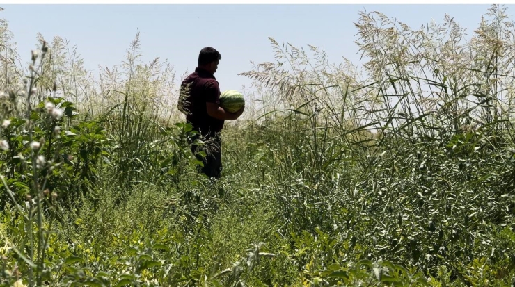 Şanlıurfa’da Yerli Karpuzun Hasadına Başlandı