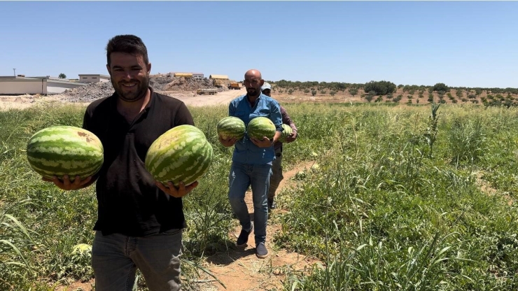 Şanlıurfa’da Yerli Karpuzun Hasadına Başlandı