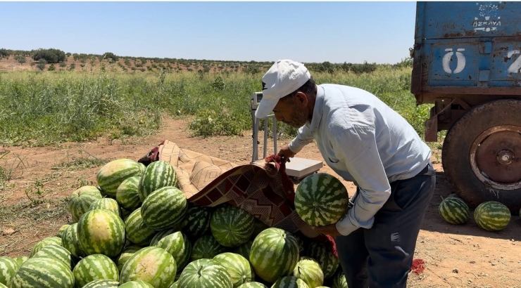 Şanlıurfa’da Yerli Karpuzun Hasadına Başlandı