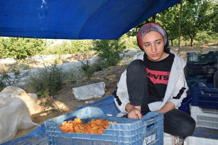 Mevsimlik Tarım İşçilerinin Zorlu Kayısı Mesaisi