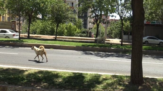 Köpek Saldırısını Gören Tanıklar O Anları Anlattı