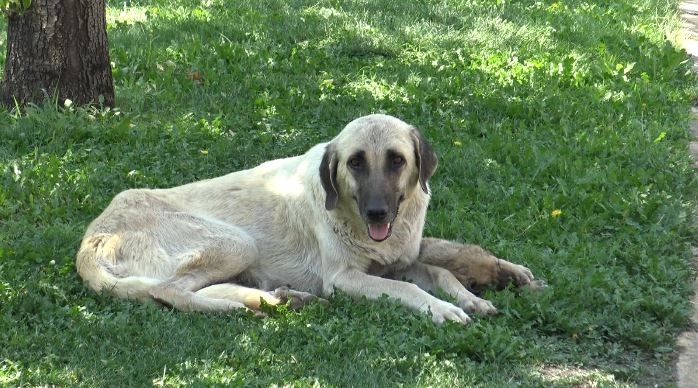 Köpek Saldırısını Gören Tanıklar O Anları Anlattı