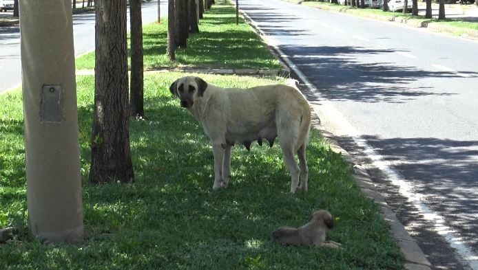 Köpek Saldırısını Gören Tanıklar O Anları Anlattı