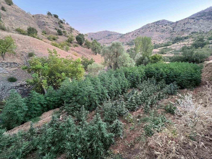 Diyarbakır’da 1 Milyon 825 Bin Kök Kenevir Ve Skunk Bitkisi Ele Geçirildi