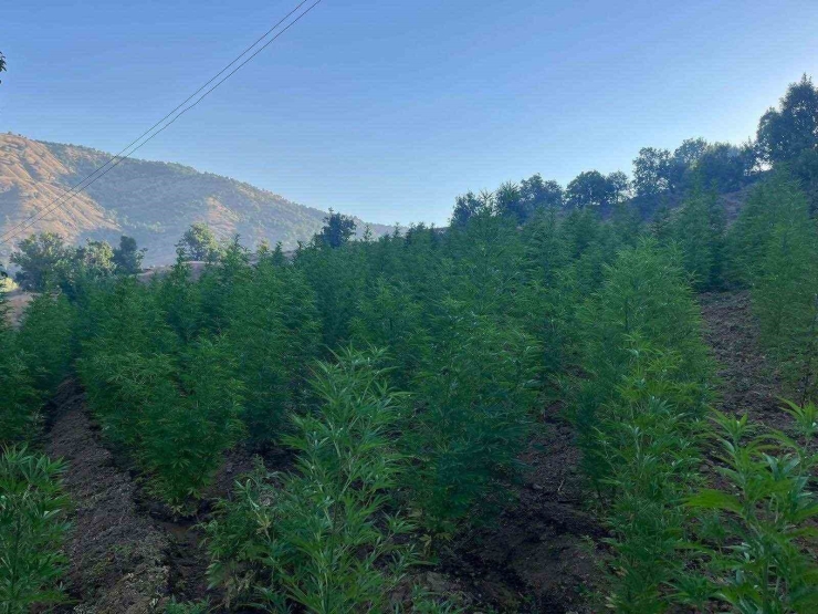 Diyarbakır’da 1 Milyon 825 Bin Kök Kenevir Ve Skunk Bitkisi Ele Geçirildi