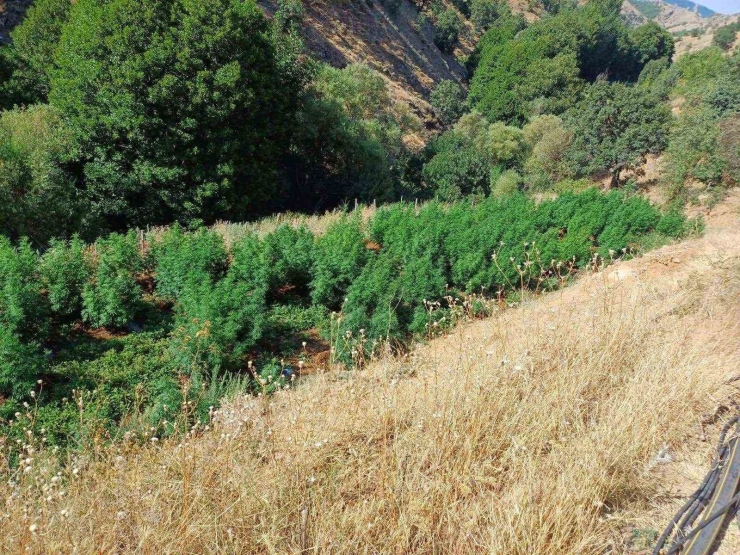 Diyarbakır’da 1 Milyon 825 Bin Kök Kenevir Ve Skunk Bitkisi Ele Geçirildi