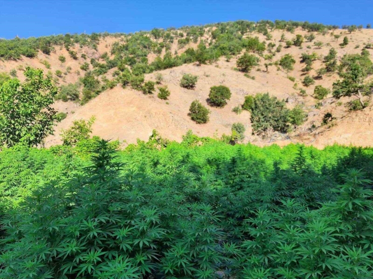 Diyarbakır’da 1 Milyon 825 Bin Kök Kenevir Ve Skunk Bitkisi Ele Geçirildi