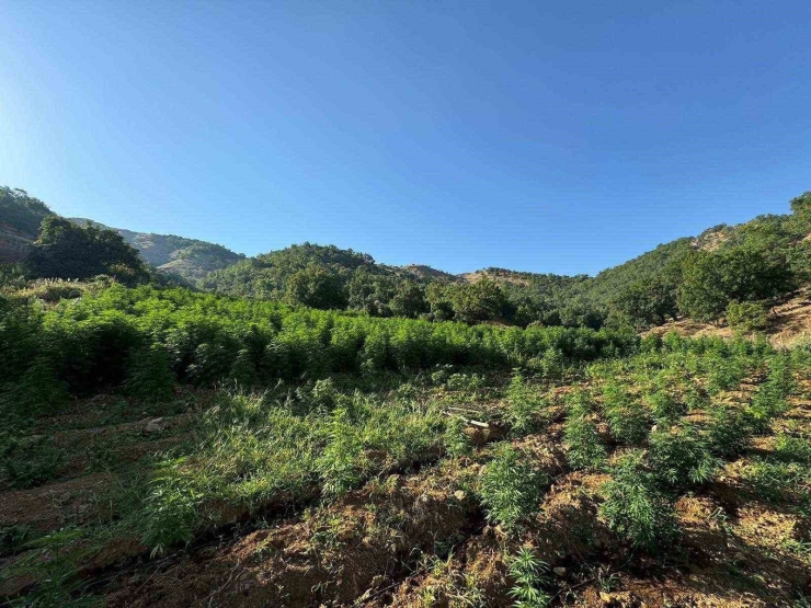 Diyarbakır’da 1 Milyon 825 Bin Kök Kenevir Ve Skunk Bitkisi Ele Geçirildi