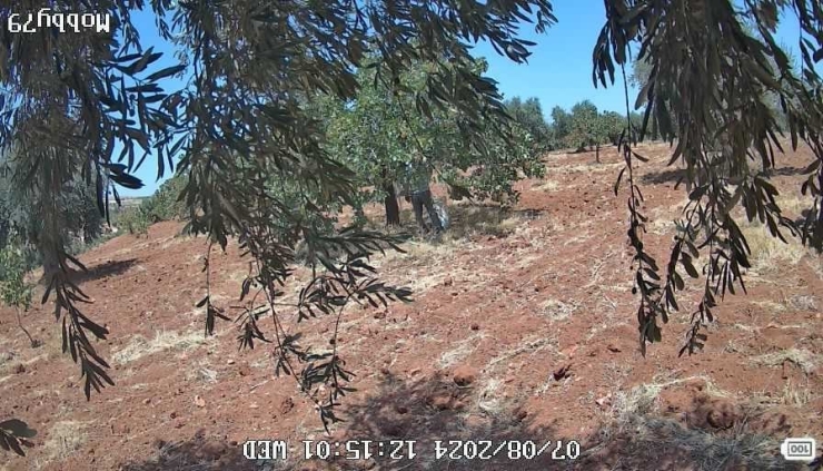 Antep Fıstığı Çalma Anı Kameraya Yansıyan Şahıs Tutuklandı