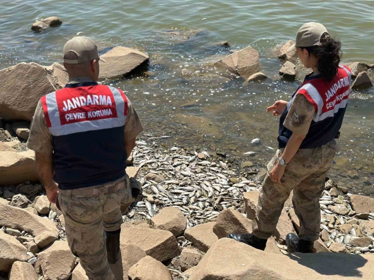 Diyarbakır’da Baraj Kıyısında Çok Sayıda Ölü ‘asya Sazanı’ Bulundu