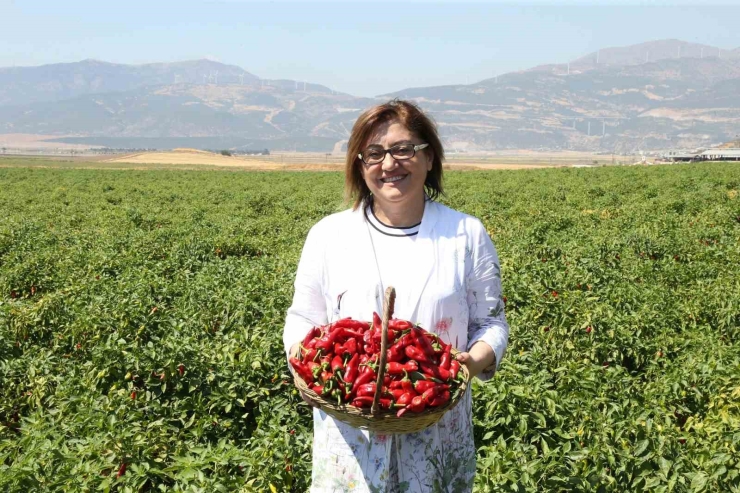 Gaziantep’te "haydi Tarladan Sofraya" Projesi İle Çiftçi İle Tüketici Buluşturulacak