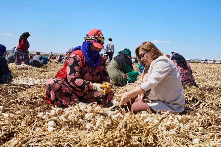 Gaziantep’te "haydi Tarladan Sofraya" Projesi İle Çiftçi İle Tüketici Buluşturulacak