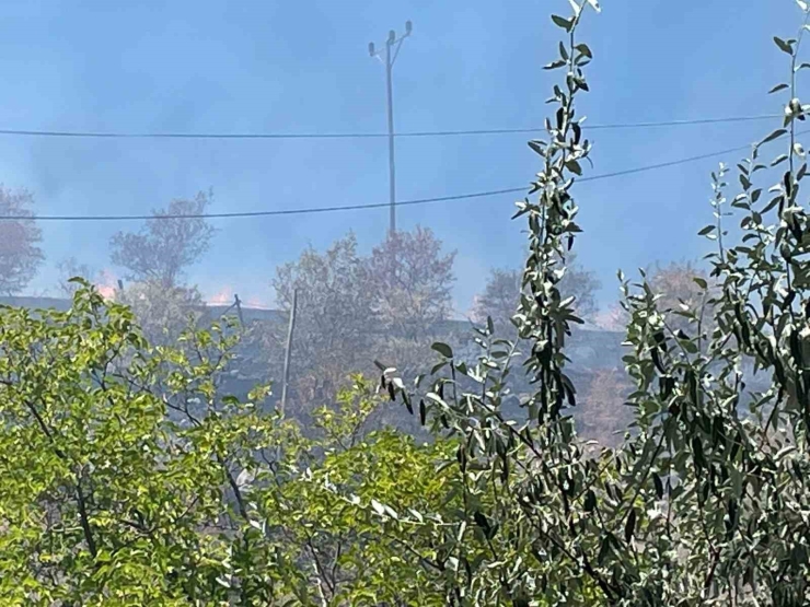 Arguvan’da Çıkan Yangın Meyve Ağaçlarına Zarar Verdi