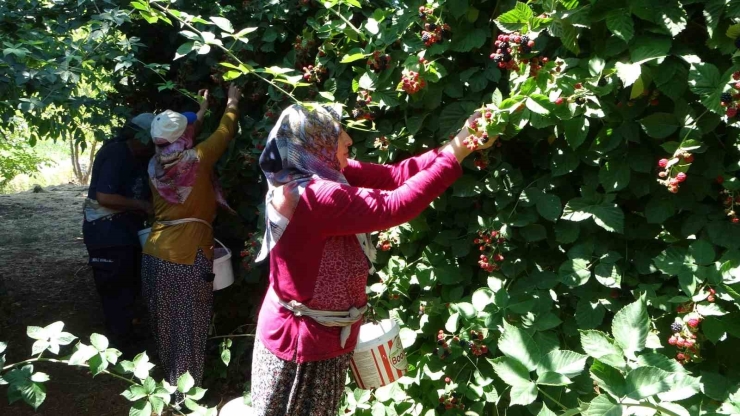 Bu Bahçeye Giren Bir Daha Çıkmak İstemiyor