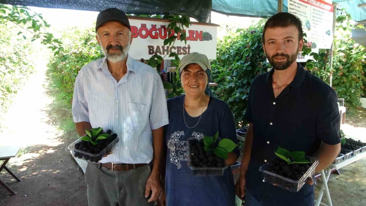 Bu Bahçeye Giren Bir Daha Çıkmak İstemiyor