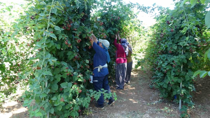 Bu Bahçeye Giren Bir Daha Çıkmak İstemiyor