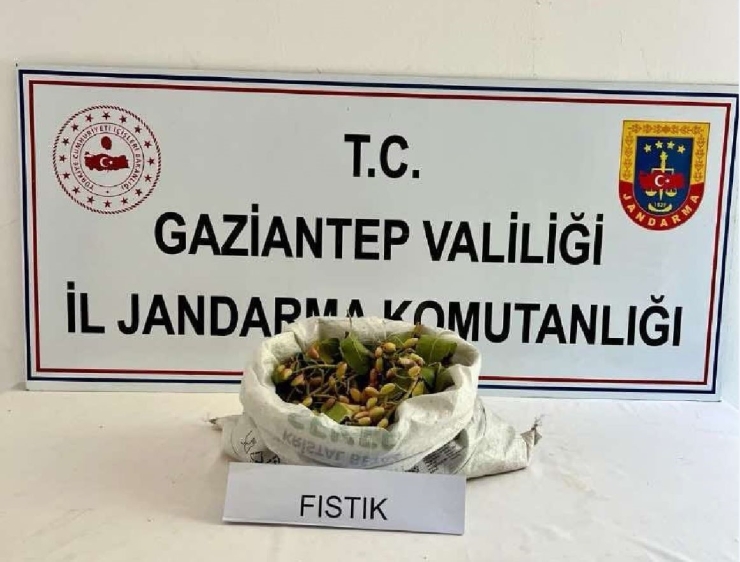 Fıstık Hırsızlığına Jandarmadan Suçüstü: 3 Tutuklama