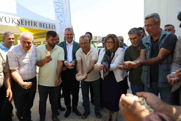 Gaziantep Büyükşehir Boz Kavlak Fıstığın Alımına Başladı