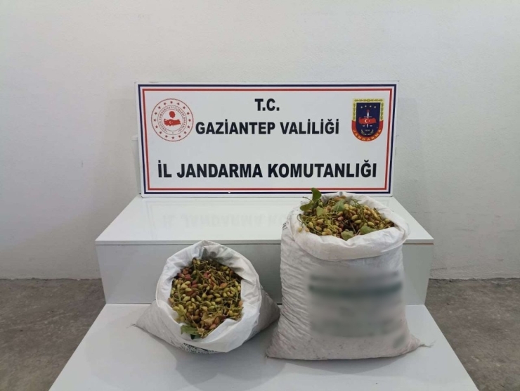 Gaziantep’te 515 Kilo Antep Fıstığı Çalan 2 Şüpheli Suçüstü Yakalandı