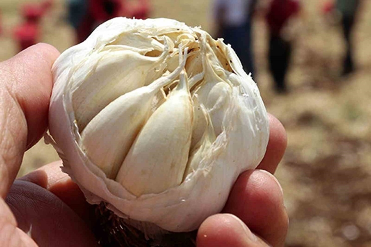 Altun’dan Araban Sarımsağı İle İlgili Bilgi