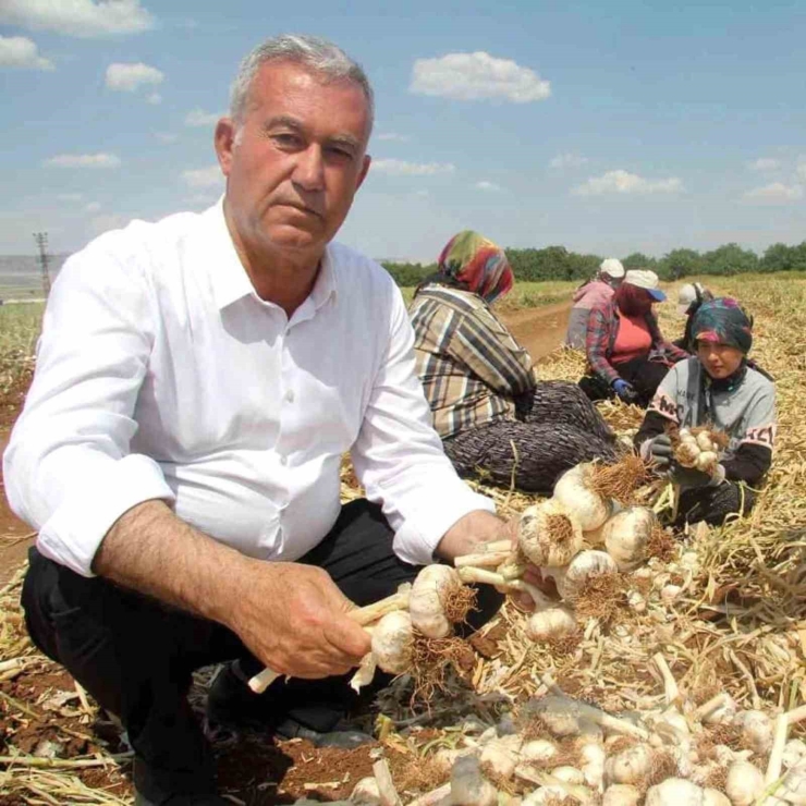 Altun’dan Araban Sarımsağı İle İlgili Bilgi