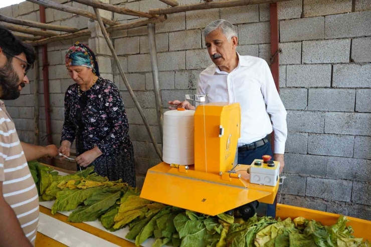 Başkan Hallaç, Badem Hasadına Katıldı