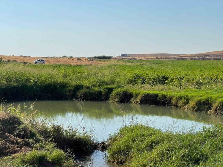 Harran Ovası’nda Oluşan Dev Obruklar Çiftçileri Korkutuyor