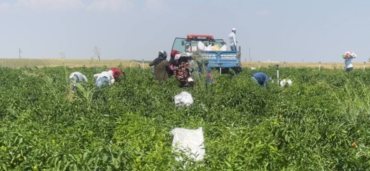 Şanlıurfa’da Acı Biberin Hasadı Sürüyor