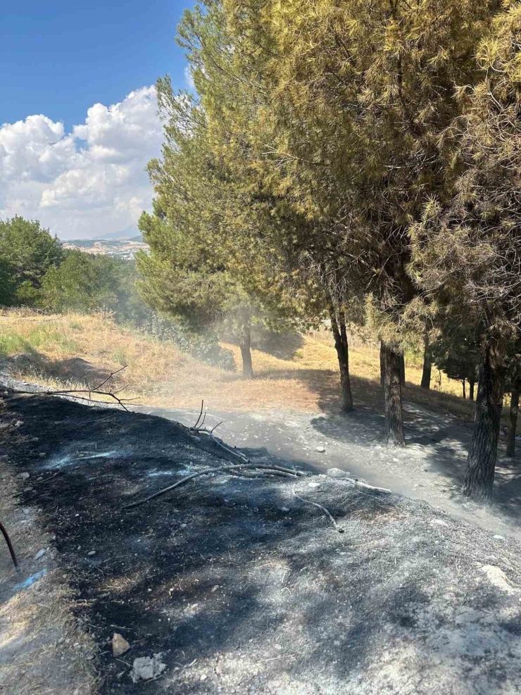 Ağaçlık Alanda Çıkan Yangın Konteyner Kentte Sıçramadan Söndürüldü