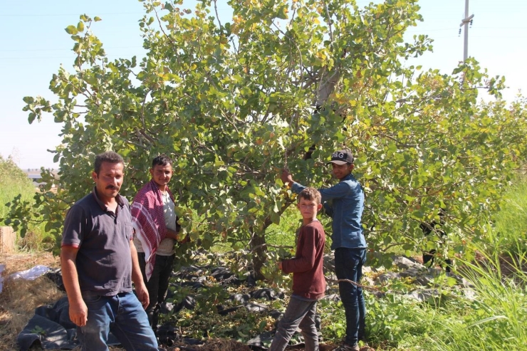 Tigem’de 2 Bin 300 İşçi İle Fıstık Hasadı