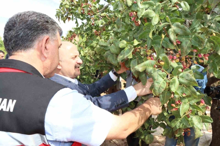 Besni İlçesinde Antepfıstığı Ve Badem Hasadı Başladı