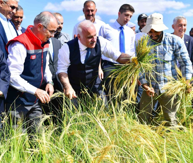 Vali Zorluoğlu, Çitçi Gibi Biçerdöver Kullandı, Orakla Pirinç Hasadı Yaptı