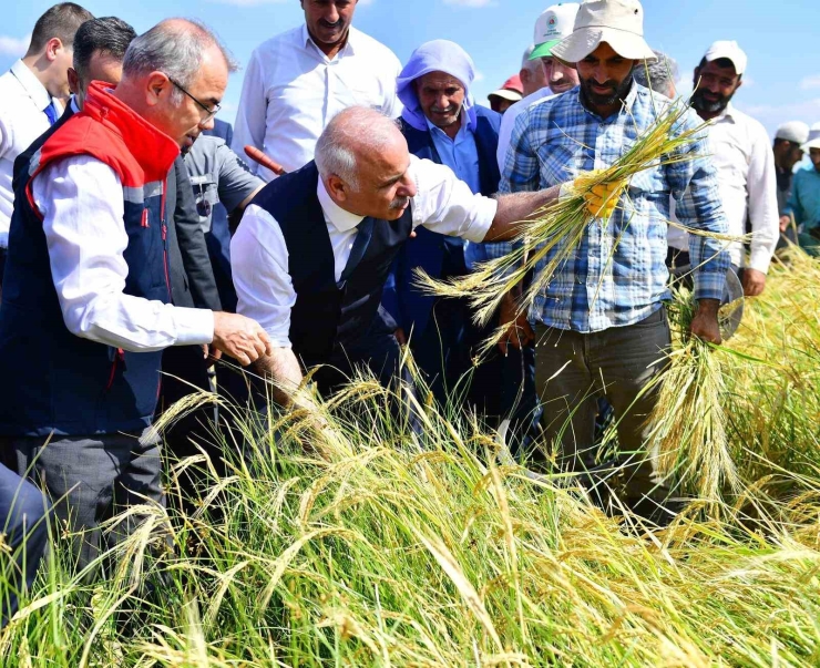 Vali Zorluoğlu, Çitçi Gibi Biçerdöver Kullandı, Orakla Pirinç Hasadı Yaptı