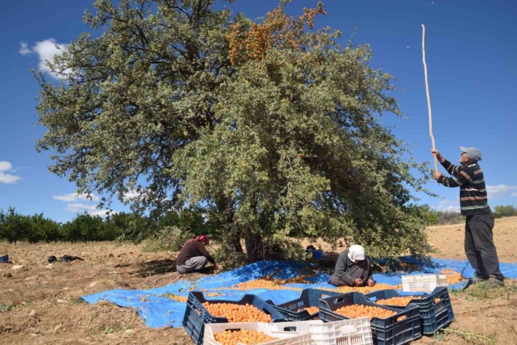 Malatya’da Alıç Hasadı