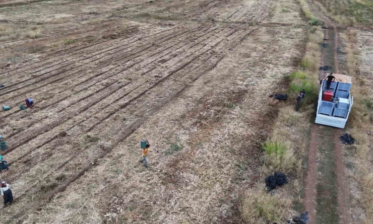 Malatya’da Üretilen Soğanlar Avrupa’ya İhraç Ediliyor