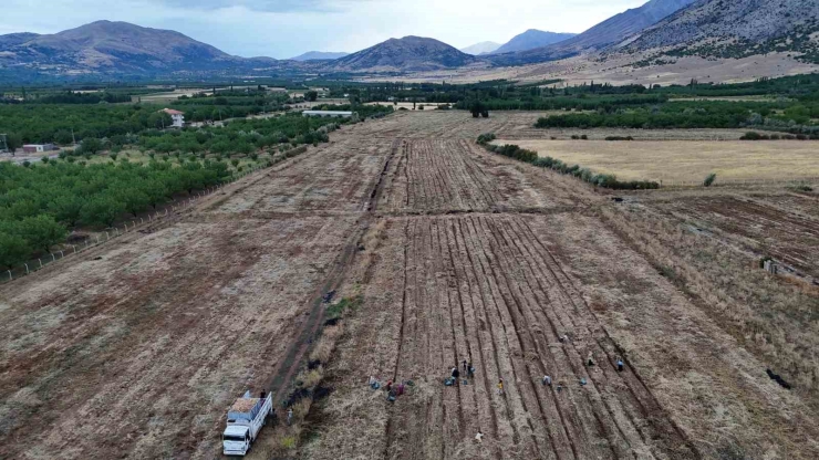 Malatya’da Üretilen Soğanlar Avrupa’ya İhraç Ediliyor