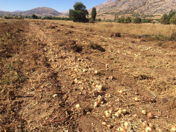 Malatya’da Üretilen Soğanlar Avrupa’ya İhraç Ediliyor