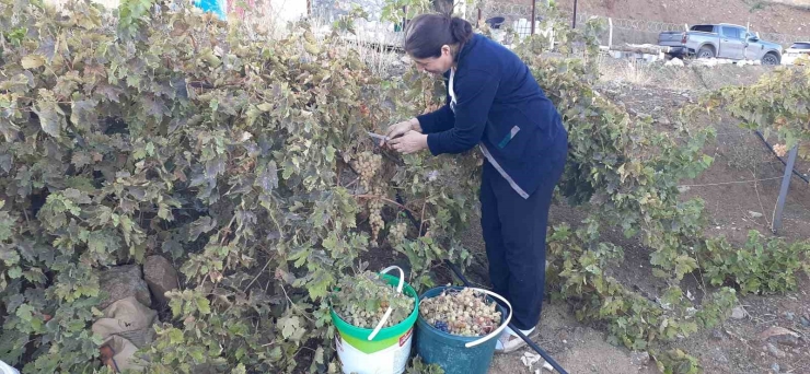 Bağbozumunda Teknolojik Aletler Kullanılıyor