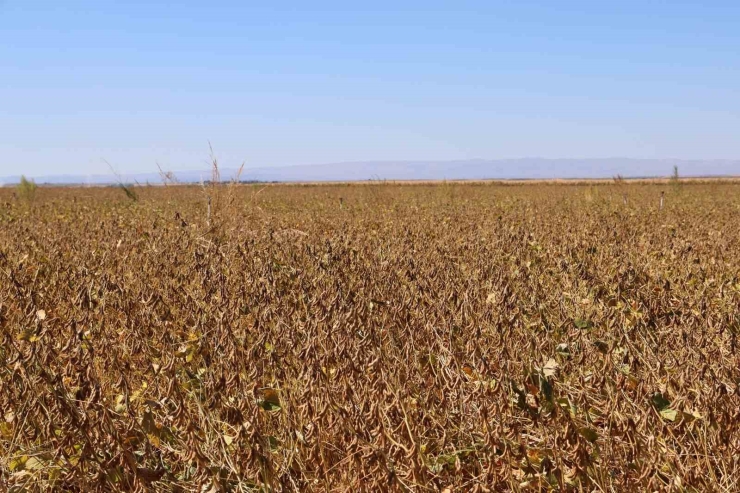 Diyarbakır’da Bu Yıl 35 Bin Dekar Soya Fasulyesi Ekildi