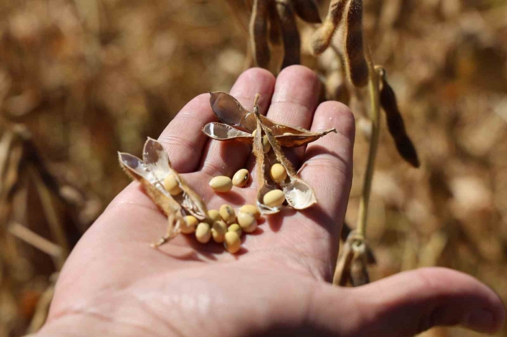 Diyarbakır’da Bu Yıl 35 Bin Dekar Soya Fasulyesi Ekildi