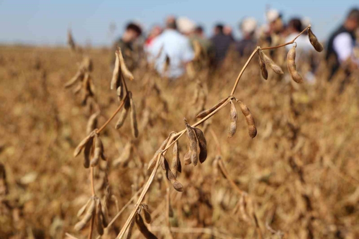 Diyarbakır’da Bu Yıl 35 Bin Dekar Soya Fasulyesi Ekildi