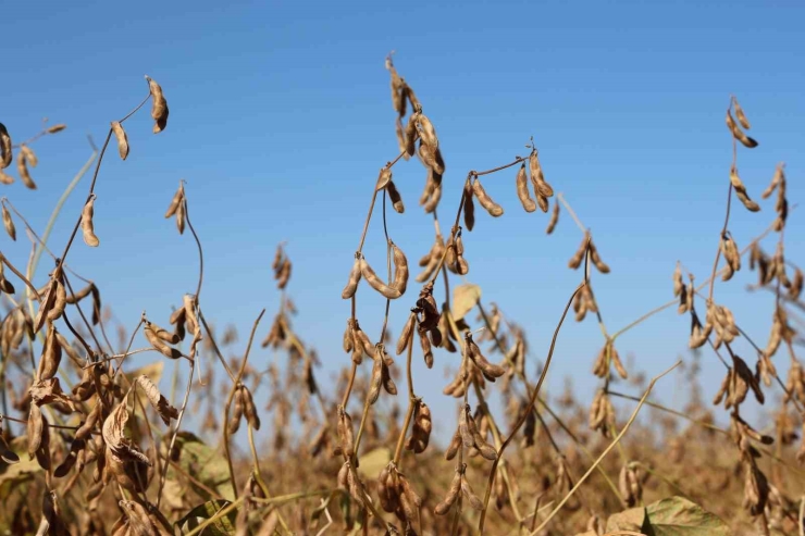 Diyarbakır’da Bu Yıl 35 Bin Dekar Soya Fasulyesi Ekildi