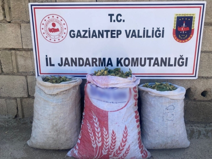 Gaziantep’te Faili Meçhul Hırsızlık Şüphelisi 73 Şahıs Yakalandı