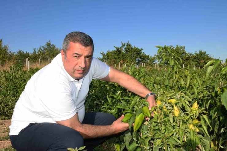 Abd’nin Kapya Biberi Malatya’dan