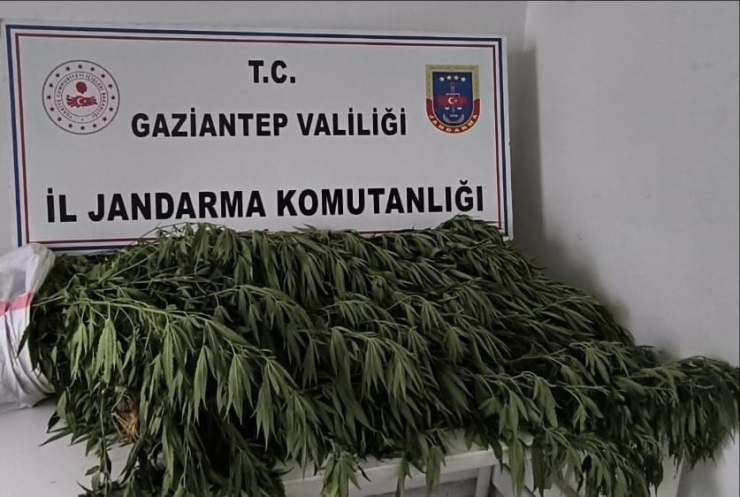 Gaziantep’te Kaçakçılık Ve Uyuşturucu Operasyonlarında 266 Şahıs Yakalandı