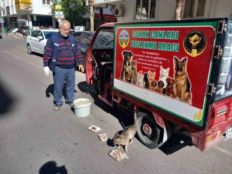 Diyarbakır’da Sokak Hayvanları İçin Çağrı