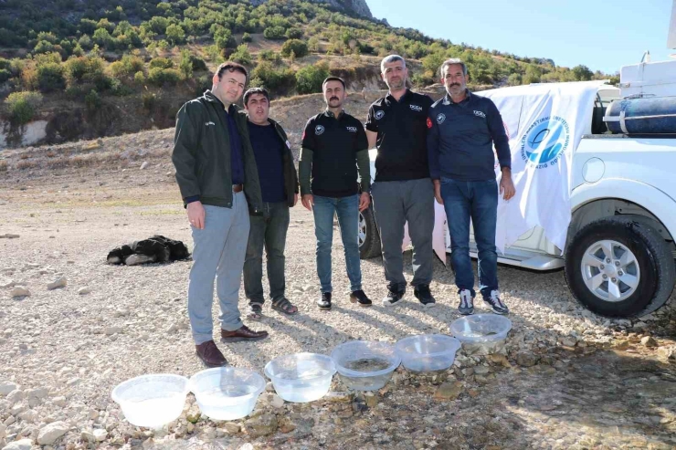 Dicle İlçesindeki Kralkızı Barajına 100 Bin Pullu Sazan Yavrusu Bırakıldı