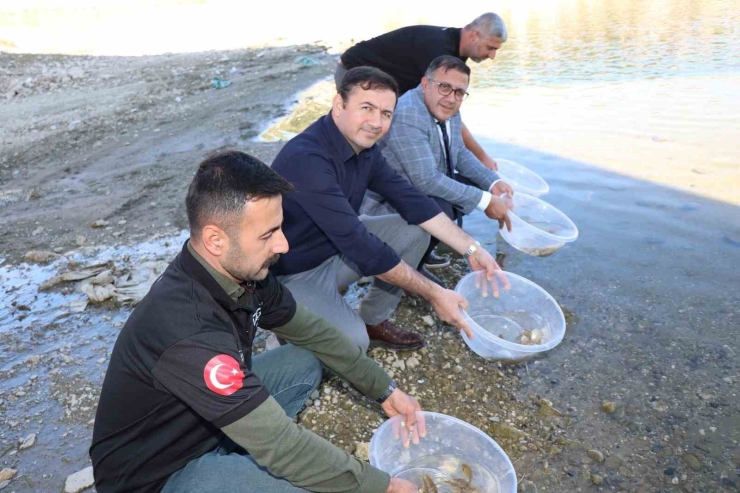 Dicle İlçesindeki Kralkızı Barajına 100 Bin Pullu Sazan Yavrusu Bırakıldı