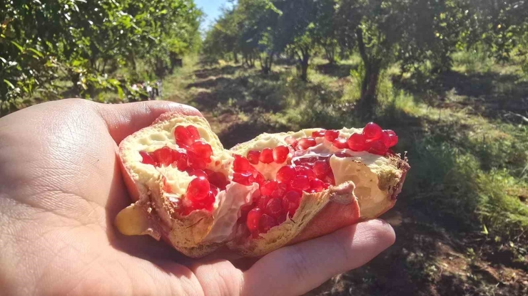 Şanlıurfa’da Üretilen Hicaz Narı Dünyaya İhraç Ediliyor